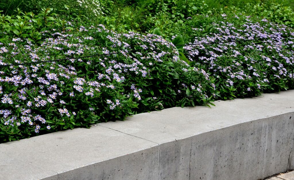 A smooth concrete retaining wall borders a paved walkway and supports dense greenery with clusters of purple flowers.