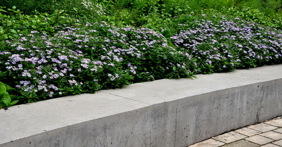 A smooth gray concrete retaining wall supports a vibrant plant bed filled with green foliage and small purple flowers.