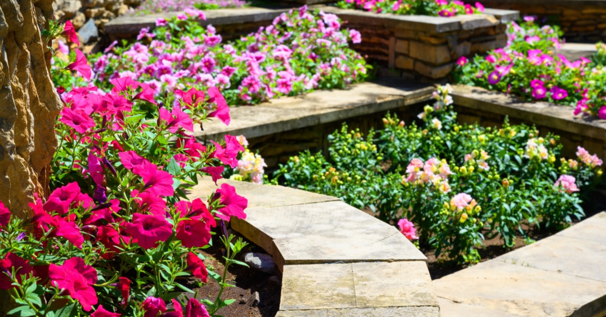 A tiered stone retaining wall frames curved beds filled with bright pink flowers and green shrubs in a landscaped garden.